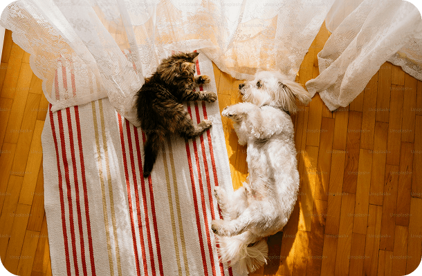 Happy dogs at boarding facility